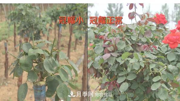 樹(shù)狀月季門(mén)道多，南陽(yáng)樹(shù)狀月季怎樣種植？月季冠幅小、偏冠是啥原因？(圖1)