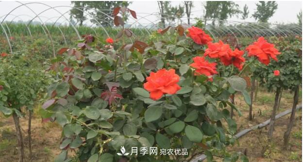 樹(shù)狀月季門(mén)道多，南陽(yáng)樹(shù)狀月季怎樣種植？月季冠幅小、偏冠是啥原因？(圖3)