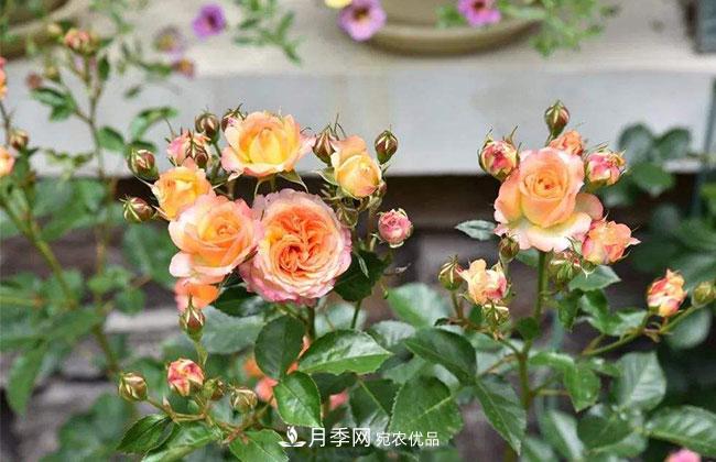 營(yíng)養缽月季多少錢(qián)一棵？營(yíng)養缽月季怎么緩苗？(圖1)