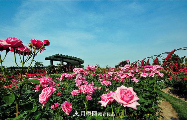 營(yíng)養缽月季多少錢(qián)一棵？營(yíng)養缽月季怎么緩苗？(圖4)