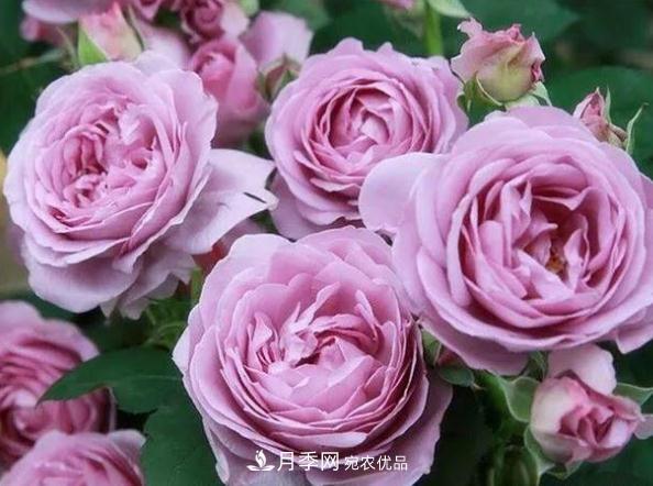 月季網(wǎng)，月季花秋季施肥方法(圖2)
