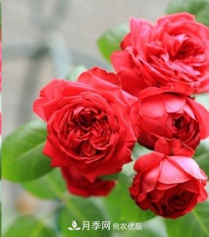 廣東種月季，首選這15種，一年花開(kāi)10個(gè)月！(圖3)