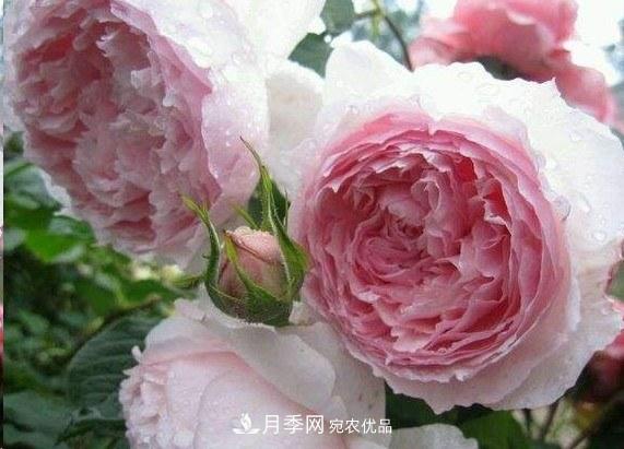 廣東種月季，首選這15種，一年花開(kāi)10個(gè)月！(圖7)