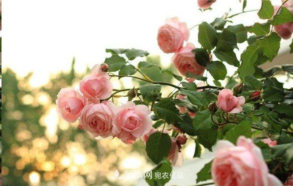 廣東種月季，首選這15種，一年花開(kāi)10個(gè)月！(圖8)