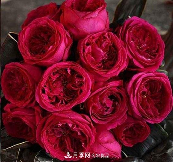 廣東種月季，首選這15種，一年花開(kāi)10個(gè)月！(圖18)