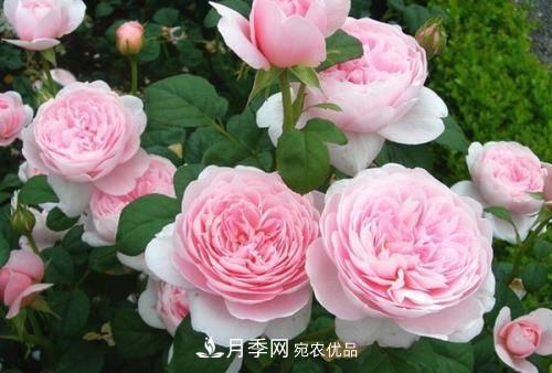 推薦4種經(jīng)典灌木月季，抗病開(kāi)花能力都很不錯(圖7)