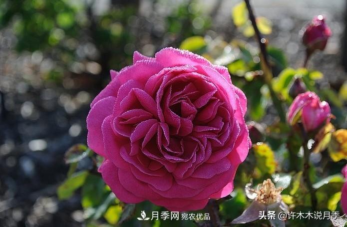 25個(gè)豐花濃香的波旁月季。擁有中國血統，不僅抗病還能做花墻(圖29)