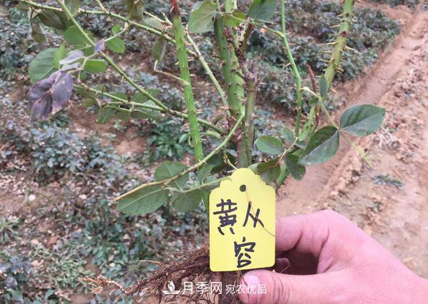 冬季***佳入苗期，提高月季裸根苗成活率6大絕招(圖1)