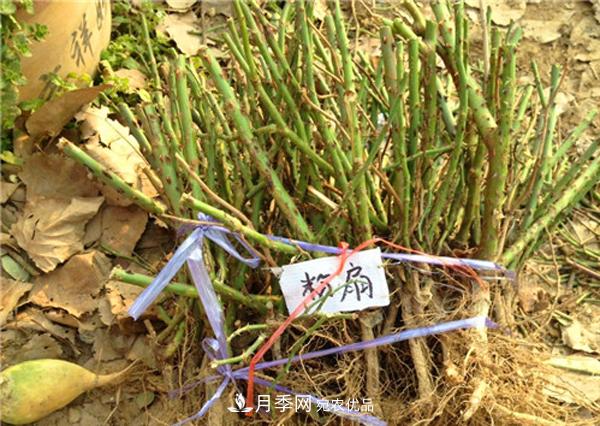 冬季***佳入苗期，提高月季裸根苗成活率6大絕招(圖2)