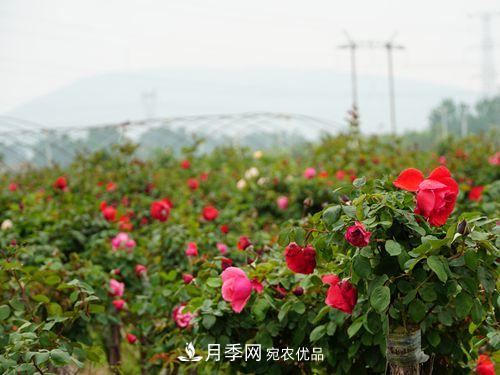 內鄉縣月季發(fā)展迅猛，特色產(chǎn)業(yè)助力脫貧增收(圖1)