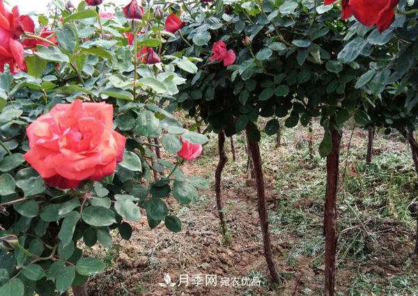 山東樹(shù)狀月季想要養殖好以下5點(diǎn)是關(guān)鍵(圖1)