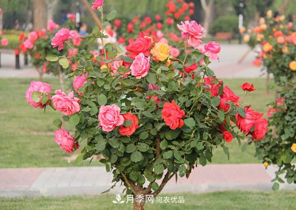 山東樹(shù)狀月季想要養殖好以下5點(diǎn)是關(guān)鍵(圖2)