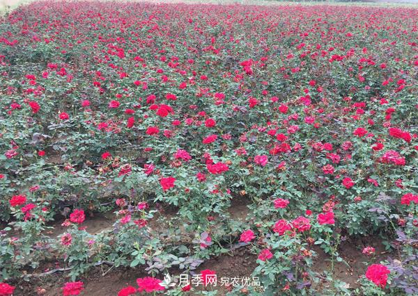 南陽(yáng)這幾種月季開(kāi)花不斷，抗病性也是不錯的喲！(圖1)