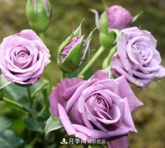 月季花盆土板結怎么辦？一招輕松解決！(圖1)
