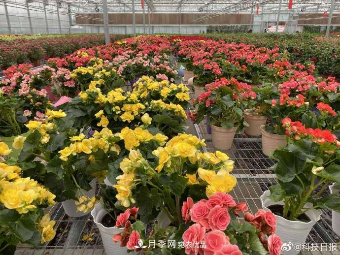 甘肅山里的鮮花基地，讓農民顧家掙錢(qián)兩不誤(圖3)