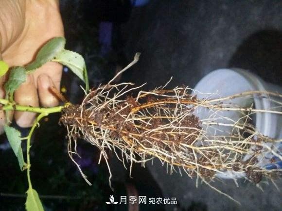 月季返老還童正當時(shí)，養護行動(dòng)起來(lái)，爆花指日可待(圖3)