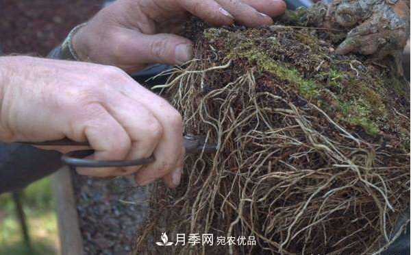 月季返老還童正當時(shí)，養護行動(dòng)起來(lái)，爆花指日可待(圖5)