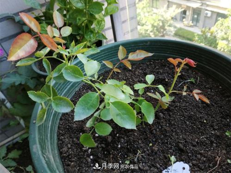 月季返老還童正當時(shí)，養護行動(dòng)起來(lái)，爆花指日可待(圖7)