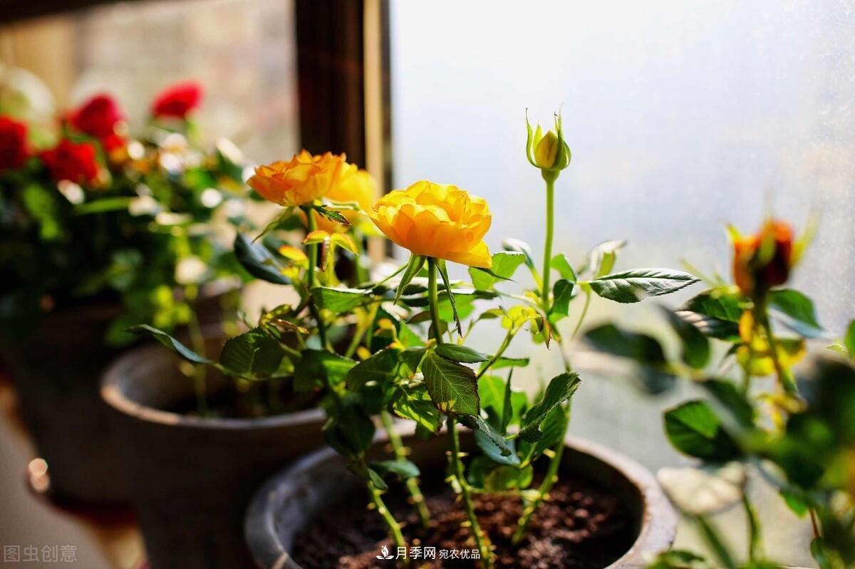 月季返老還童正當時(shí)，養護行動(dòng)起來(lái)，爆花指日可待(圖8)
