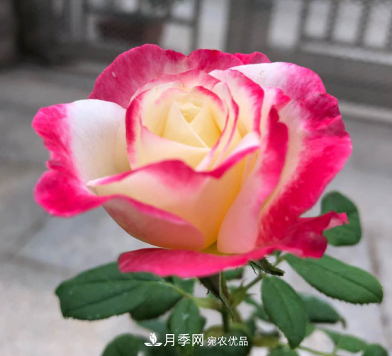 10款濃香月季，開(kāi)花比香水還好聞，從春一直開(kāi)到秋！(圖1)