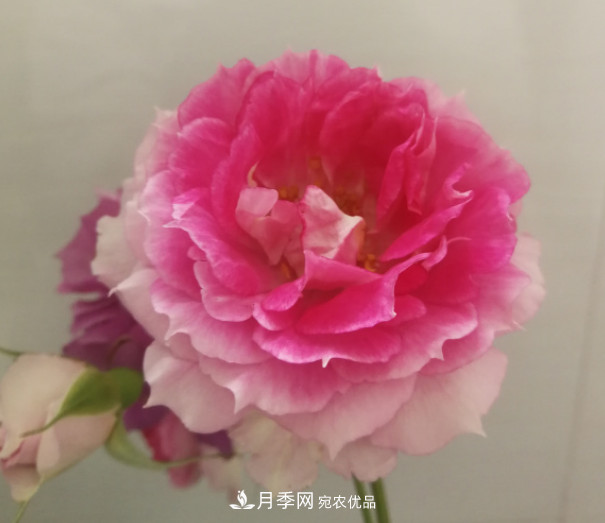 10款濃香月季，開(kāi)花比香水還好聞，從春一直開(kāi)到秋！(圖2)