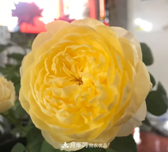 10款濃香月季，開(kāi)花比香水還好聞，從春一直開(kāi)到秋！(圖3)