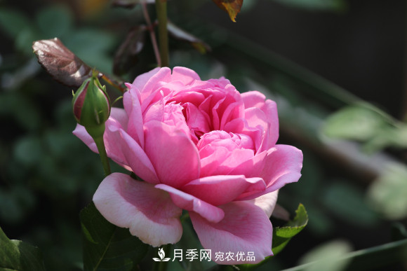 10款濃香月季，開(kāi)花比香水還好聞，從春一直開(kāi)到秋！(圖4)