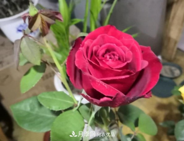 10款濃香月季，開(kāi)花比香水還好聞，從春一直開(kāi)到秋！(圖6)