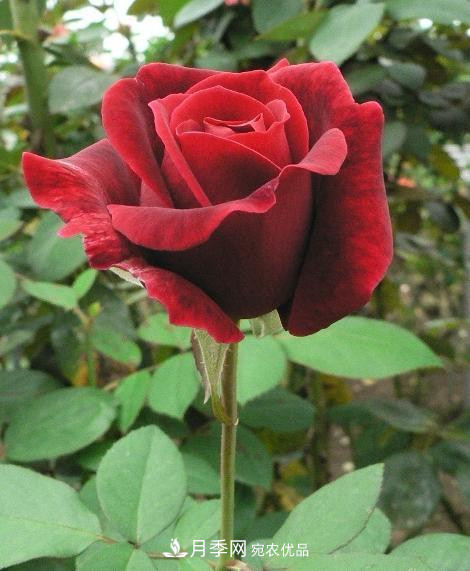 10款濃香月季，開(kāi)花比香水還好聞，從春一直開(kāi)到秋！(圖5)