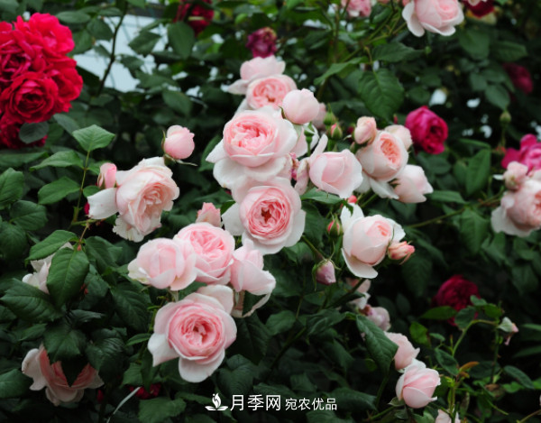 10款濃香月季，開(kāi)花比香水還好聞，從春一直開(kāi)到秋！(圖7)