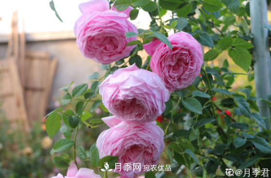 10款濃香月季，開(kāi)花比香水還好聞，從春一直開(kāi)到秋！(圖8)