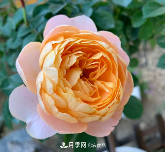 10款濃香月季，開(kāi)花比香水還好聞，從春一直開(kāi)到秋！(圖10)