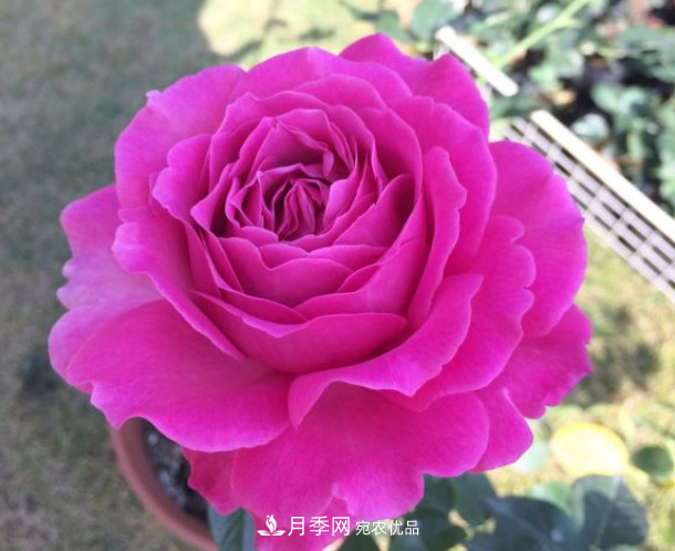 10款濃香月季，開(kāi)花比香水還好聞，從春一直開(kāi)到秋！(圖9)