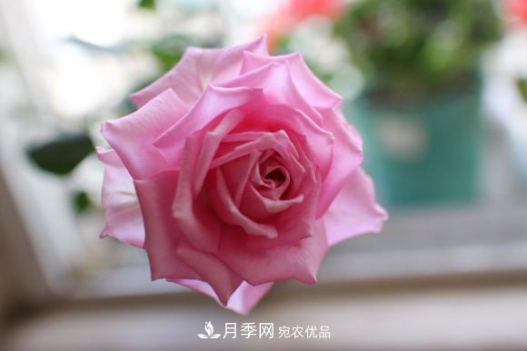 10款濃香月季，開(kāi)花比香水還好聞，從春一直開(kāi)到秋！(圖11)