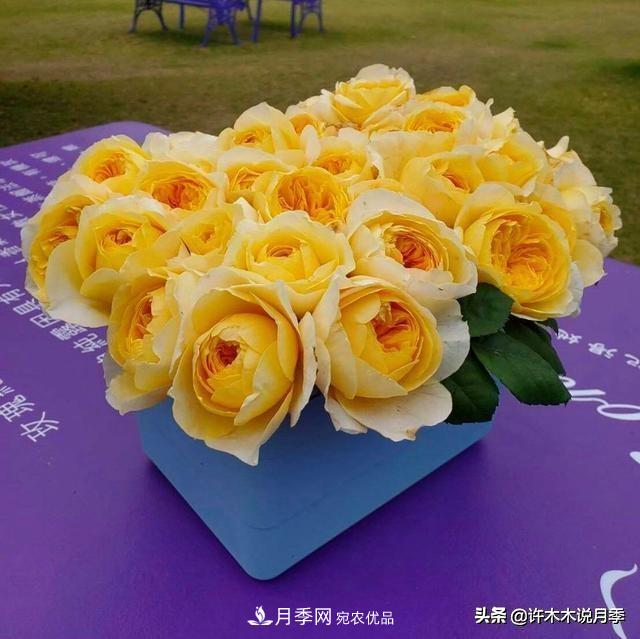 月季垂頭怎么辦？枝條柔軟不直立怎么回事，教你一招搞定(圖1)