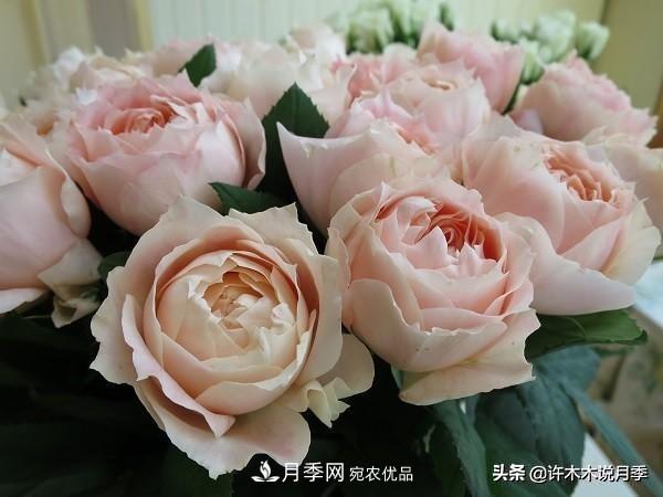 月季垂頭怎么辦？枝條柔軟不直立怎么回事，教你一招搞定(圖5)