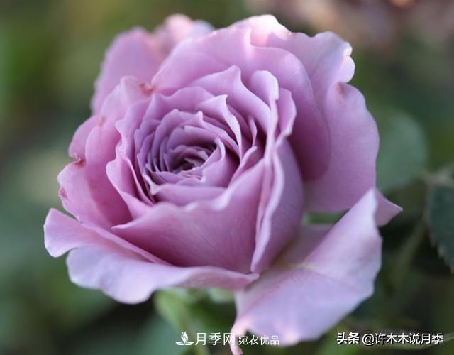 月季垂頭怎么辦？枝條柔軟不直立怎么回事，教你一招搞定(圖4)