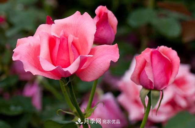 月季灼傷型黃葉有哪些類(lèi)型？(圖1)