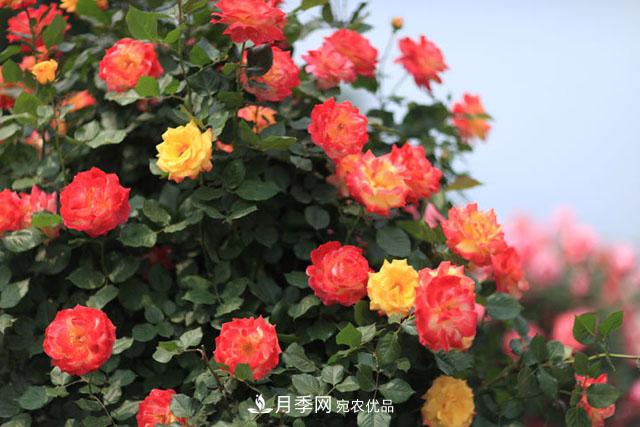 莖蜂、葉蜂如何防治？藤本月季白粉病如何防治？(圖1)