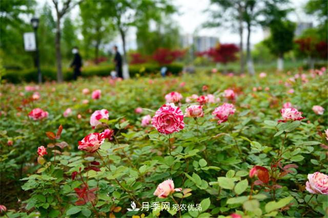 月季薊馬如何防治？黑斑病如何防治？(圖1)