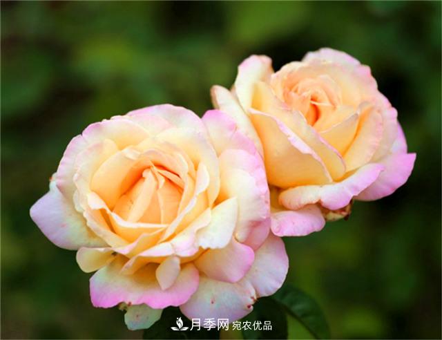 秋天陽(yáng)臺養月季，3個(gè)養護要點(diǎn)要掌握，開(kāi)花又大又艷麗(圖4)