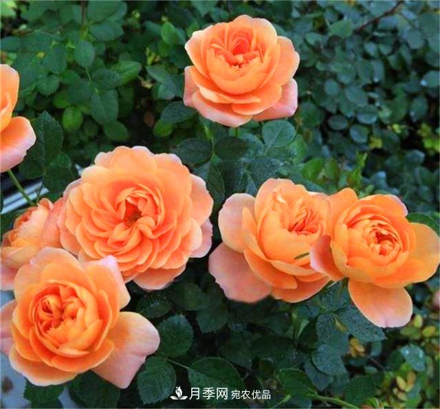 秋天陽(yáng)臺養月季，3個(gè)養護要點(diǎn)要掌握，開(kāi)花又大又艷麗(圖3)