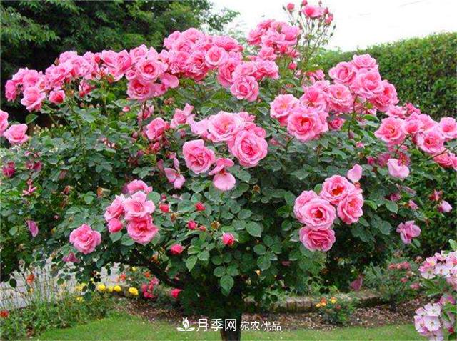 秋天陽(yáng)臺養月季，3個(gè)養護要點(diǎn)要掌握，開(kāi)花又大又艷麗(圖1)