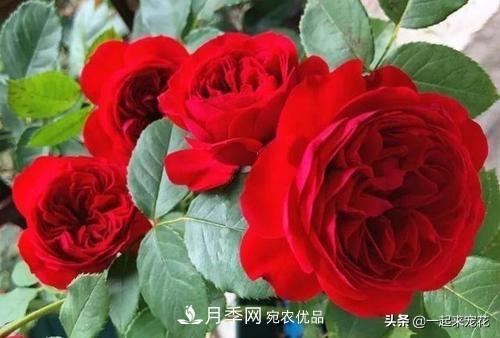 10款紅色系月季推薦，款款驚艷(圖2)