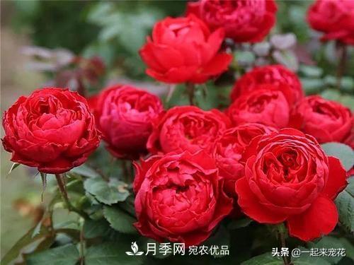 10款紅色系月季推薦，款款驚艷(圖4)