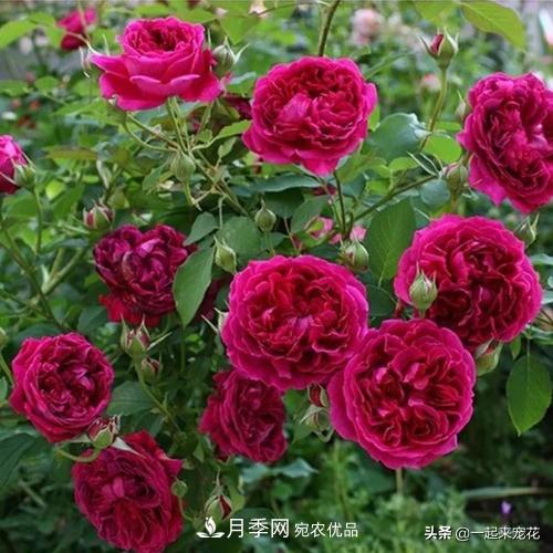 10款紅色系月季推薦，款款驚艷(圖3)