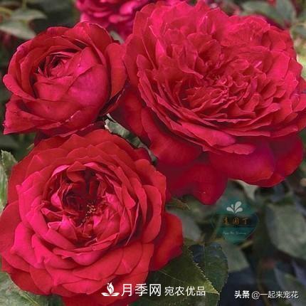 10款紅色系月季推薦，款款驚艷(圖1)