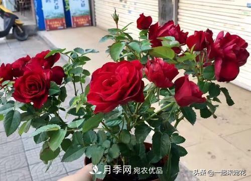 10款紅色系月季推薦，款款驚艷(圖9)