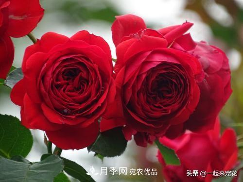 10款紅色系月季推薦，款款驚艷(圖8)