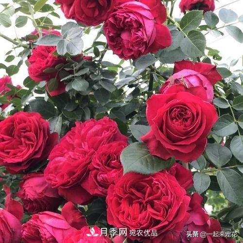 10款紅色系月季推薦，款款驚艷(圖7)